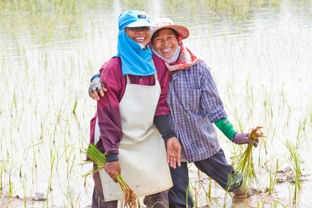 Rice farmers are withdrawing the seedlings to transplanting,Thai woman working on a paddy fieldの写真素材