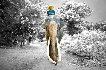 Elephants and mahouts in the morning a midst natural scenery.の写真素材