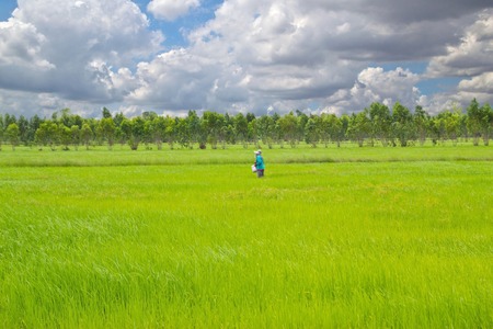 Man standing in green rice.の写真素材