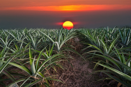 pineapple farmの写真素材