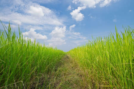 Rice fieldの写真素材