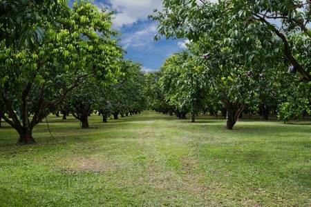 Mayongchid Maprang Marian Plum tree and Plum Mango thailandの写真素材