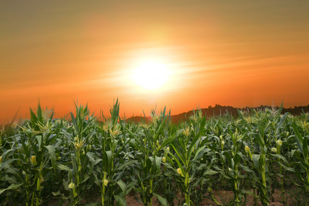 summer corn field