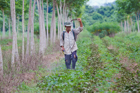 Pesticides Spraying. Farmer kills weed spraying pesticides in field by manual backpack sprayer.の写真素材