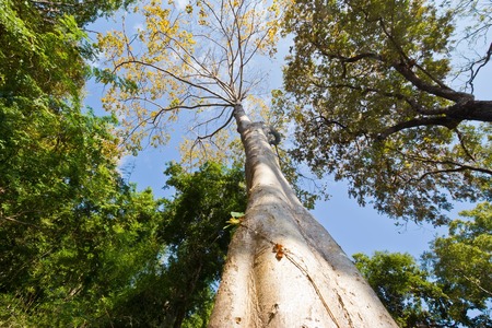 Hog Plum treeの写真素材