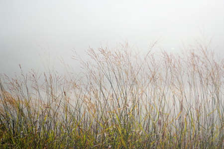 pampas grass  field against sunlightの写真素材