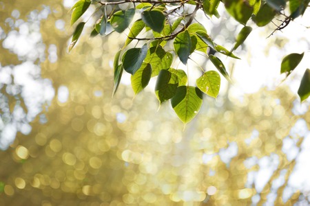 pho or bodhi leaf on blur backgroundの写真素材