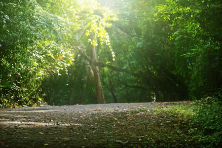 Morning lightの写真素材