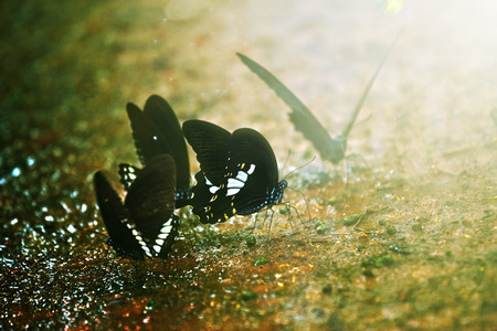 Butterflies at thailand forestの写真素材