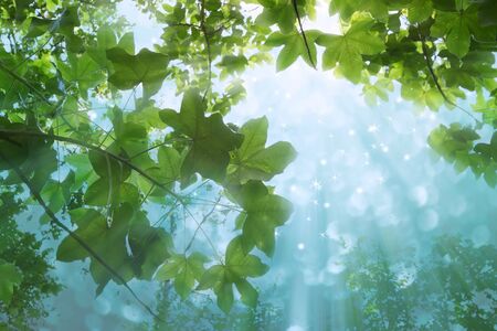 autumn leaves backgroundの写真素材