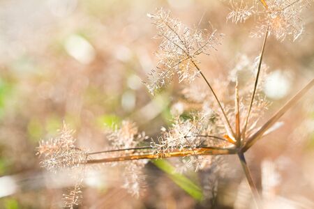 pampas grass  field against sunlightの写真素材
