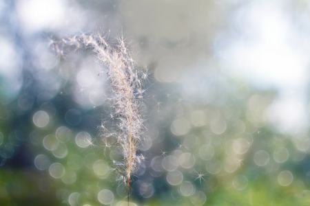 spring backgroundの写真素材