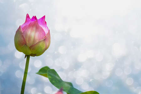 Lotus flower of Thailandの写真素材