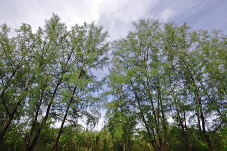 Pine road at Phuket Thailand の写真素材
