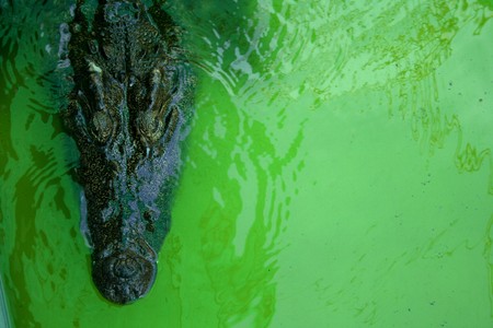 Crocodiles floating in the water green.の写真素材