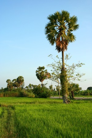 Palm sugar palm trees, green paddy fields fresh medium.の写真素材