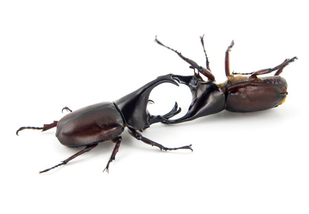 fighting beetle (rhinoceros beetle) isolated on whiteの写真素材