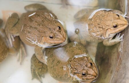 frogs in the farmの写真素材