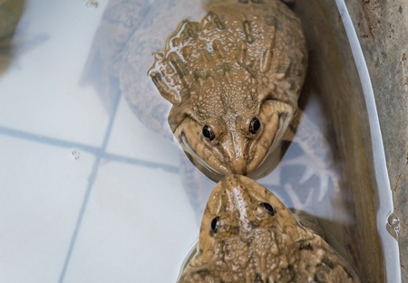 frogs in the farmの写真素材