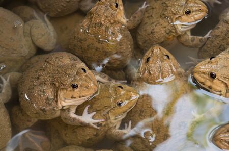 frogs in the farmの写真素材