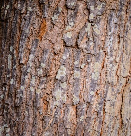 bark background texture
