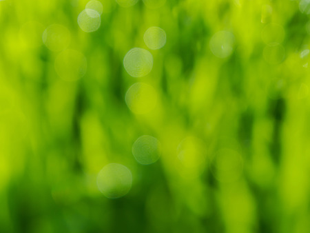 green bokeh from treeの写真素材