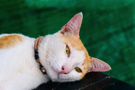 cat on wood tableの写真素材