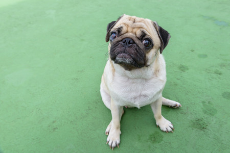 pug dog with eye injuryの写真素材
