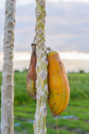 Ripe papaya on the treeの写真素材