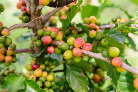 coffee bean on treeの写真素材