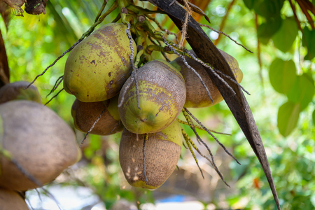 Closeup Coconut on treeの写真素材