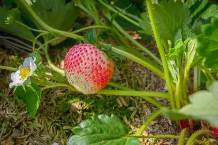 Strawberry bush growing in the gardenの写真素材