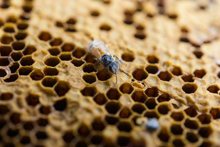 Close up view of the working bees on honey cells