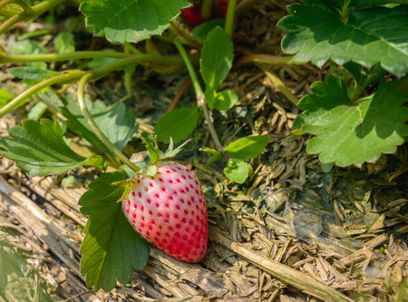 Strawberry bush growing in the gardenの写真素材