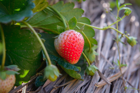 Strawberry bush growing in the gardenの写真素材