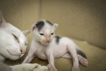 Cat nursing her little kittens, close upの写真素材