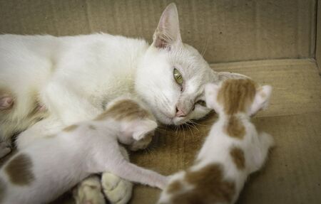 Cat nursing her little kittens, close upの写真素材