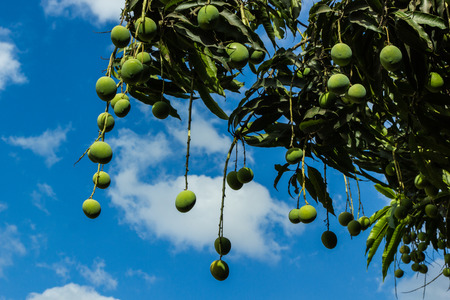  Mangoes on treeの写真素材