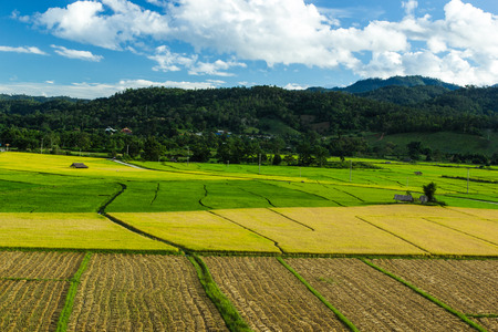 Jasmine rice field and beautiful sky at northern of Thailandの写真素材
