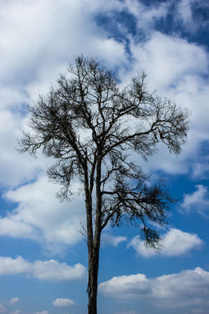 Dead tree with beautiful blue sky  の写真素材