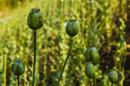 Capsule of poppy  Papaver somniferum  showing latex  opium  exuding from incisionの写真素材