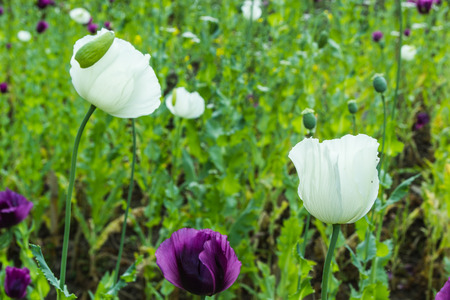 Opium poppy flowers in field の写真素材