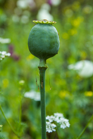 Capsule of poppy  Papaver somniferum  の写真素材