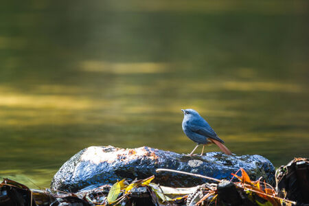 bird at brook in Northern, Thailand の写真素材