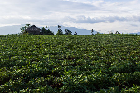 Yam fieldの写真素材