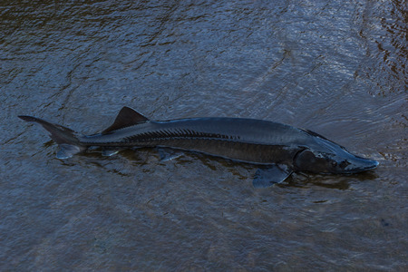 The Sturgeon  Big fish in the Danube river  This fish is a source for caviar and tasty flesh  の写真素材