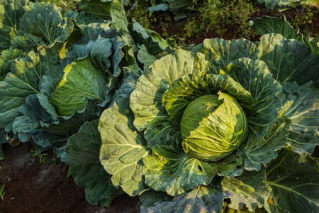 collardの写真素材
