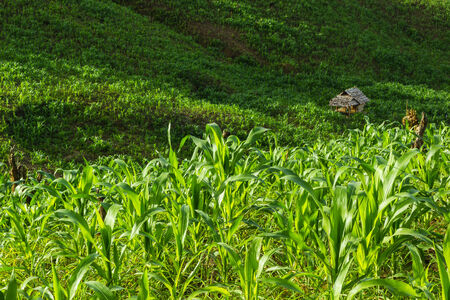 Small hut in corn field at northern of Thailand の写真素材