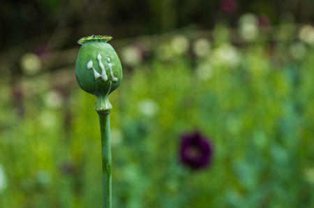 Capsule of poppy  Papaver somniferum  showing latex  opium  exuding from incisionの写真素材
