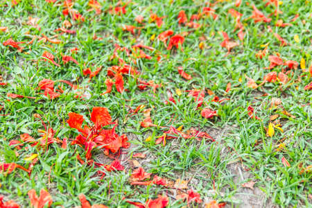 Red flowers falling down on the pavement in the winterの写真素材